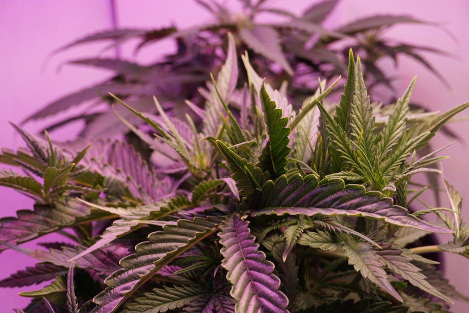 Купить семена конопли в Москве