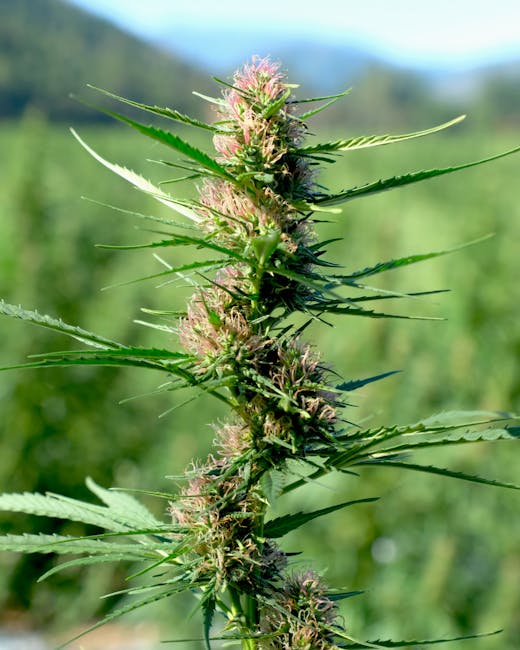 Прорастание семян конопли