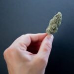 Семена конопли голландской сорта и их преимущества img-1186.jpg