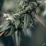 Марихуана в Салоу свойства и виды каннабиса img-1265.jpg