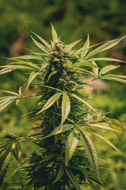 Семена марихуаны официальный сайт для покупки в России