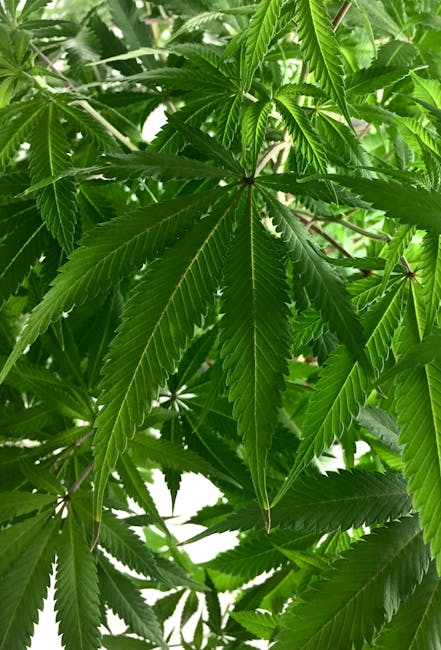 Семена марихуаны и их использование в Казахстане