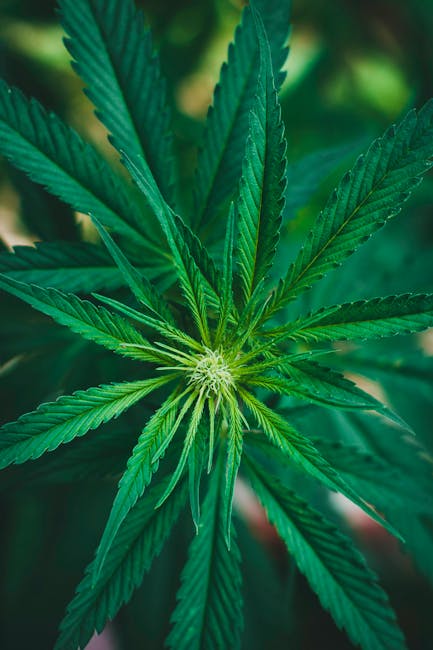 Гашиш в Сургуте свойства и эффекты гашиша