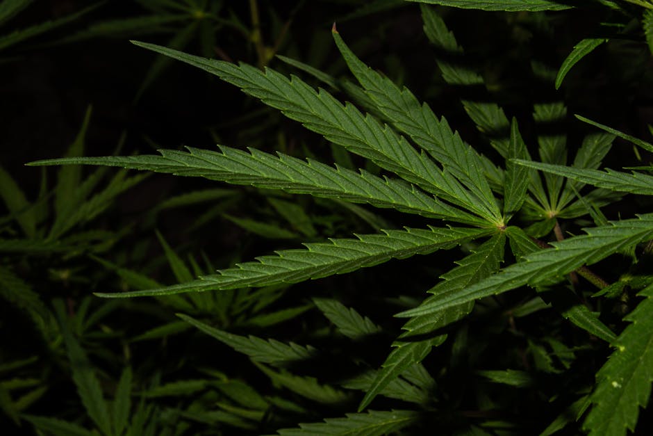 Свойства и продажа гашиша в России