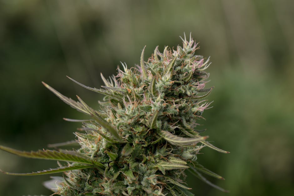 Описание наркотических средств и их свойства