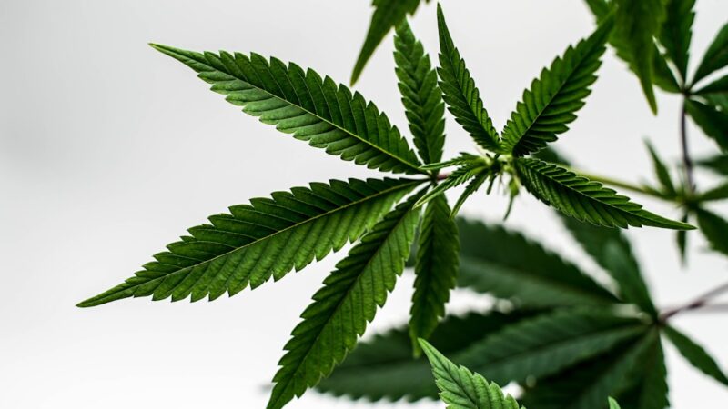 Ответственность за незаконный оборот семян конопли