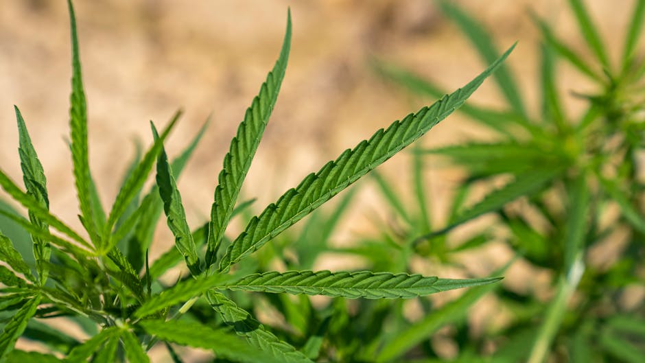 Купить спайс в Саратове: риски и последствия употребления курительных смесей