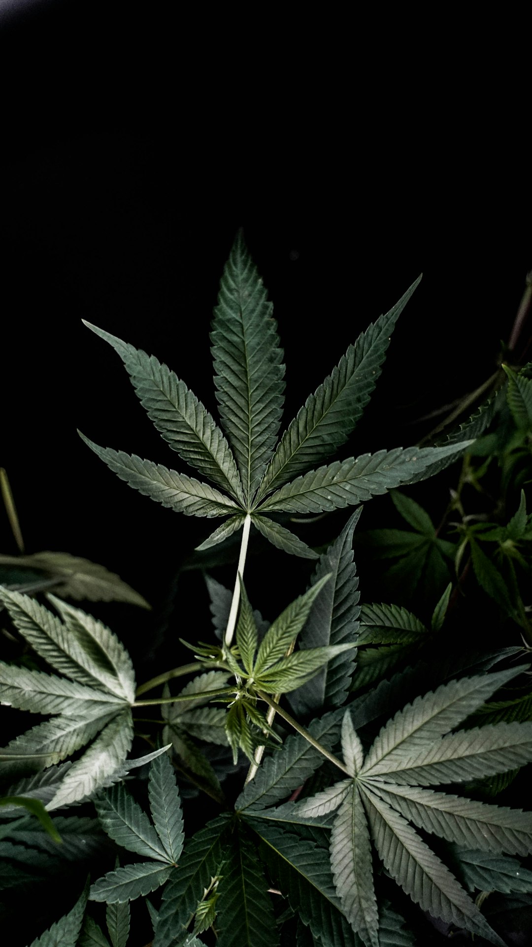 Семена конопли свойства виды и где купить в Петербурге