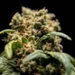 Приобретение семян конопли в Казани: свойства, виды и способы покупки img-2062.jpg