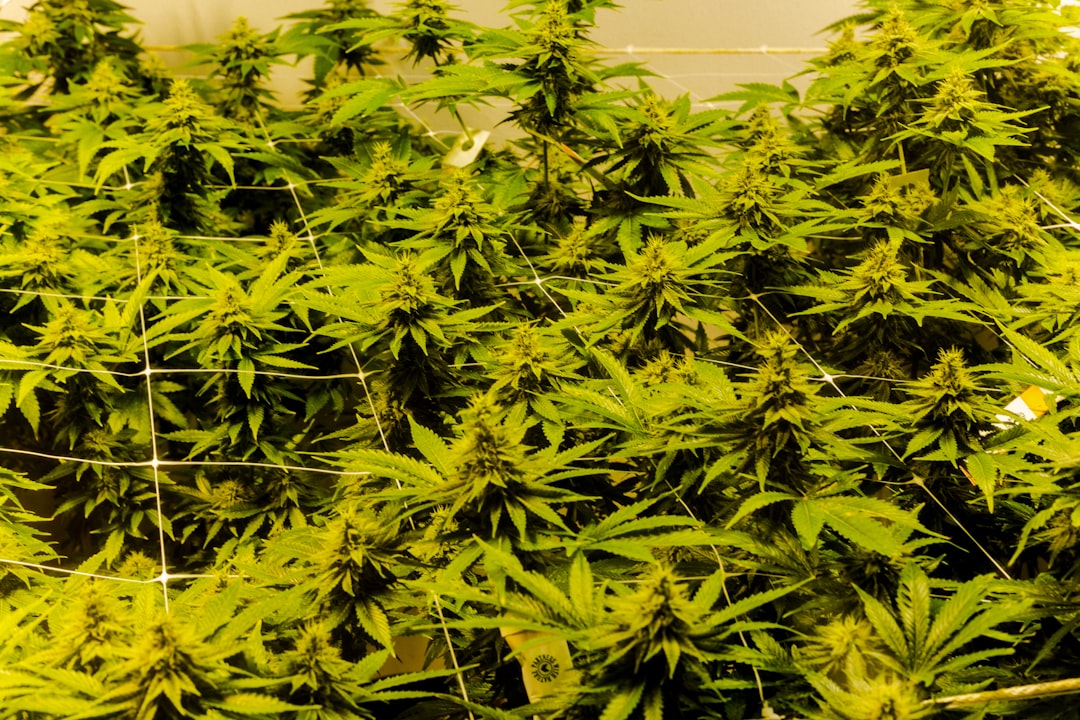 Наркотические вещества и их оборот в современном мире