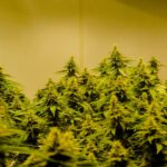 Использование семян конопли в рыбалке как приманки и прикормки для карпа img-2175.jpg