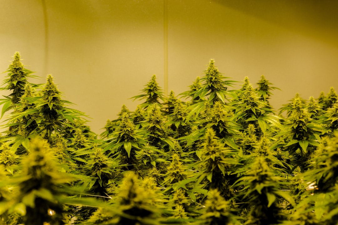 Использование семян конопли в рыбалке как приманки и прикормки для карпа