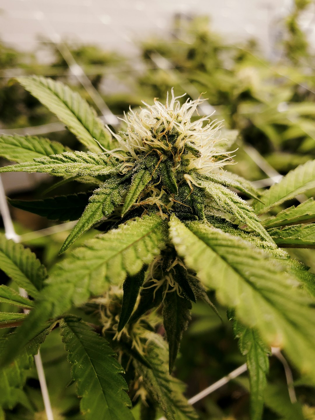 Покупка семян конопли где купить и как выбрать надежного поставщика