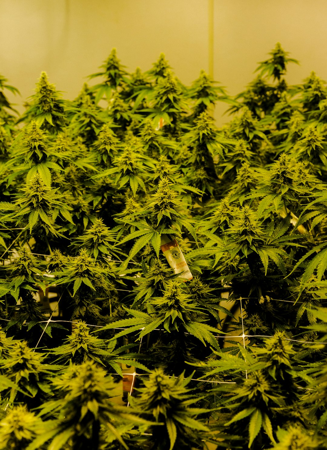 Экстази и его влияние на организм