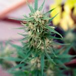 Проблема героина в России img-2197.jpg