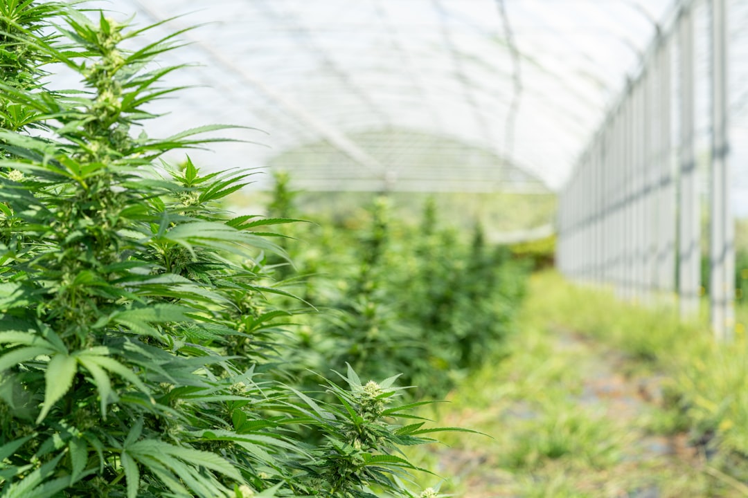 Наркотические средства и их свойства