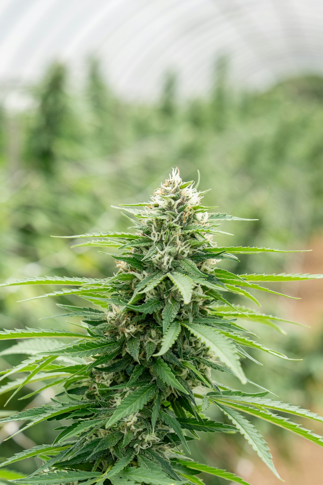 Покупка гашиша в Ульяновске