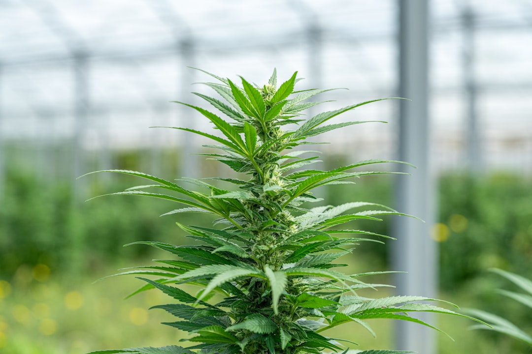 Спайс и его свойства