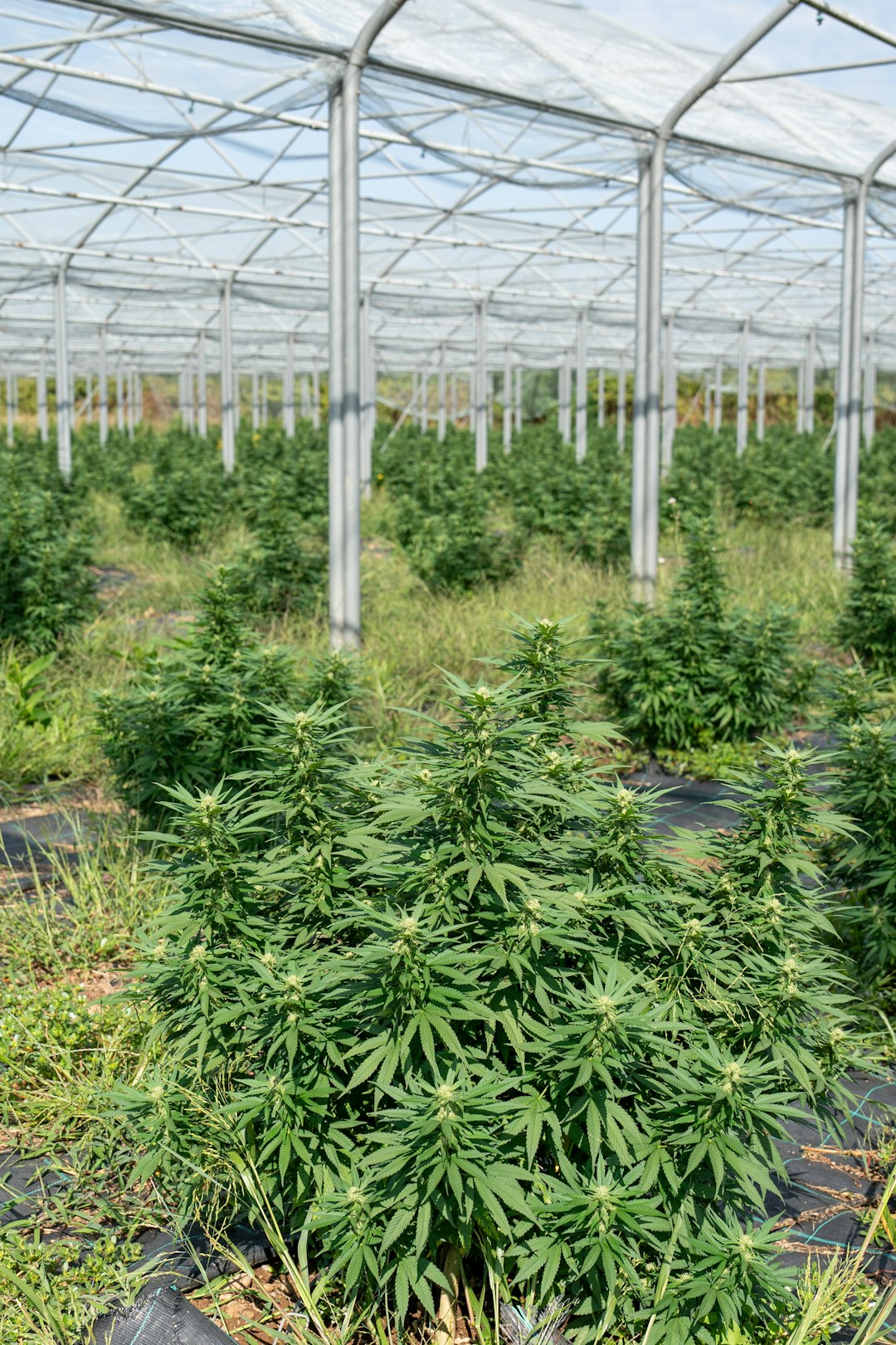 Почему семена конопли не тонут в воде