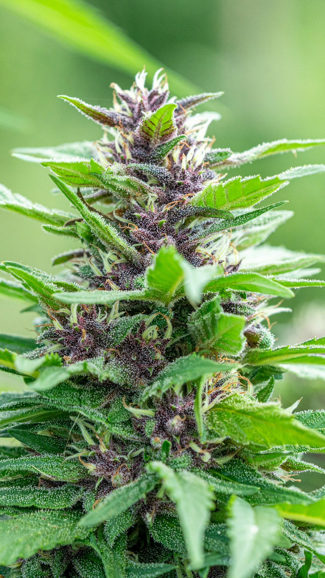 Купить Семена Конопли в СПб в Интернет-Магазине России