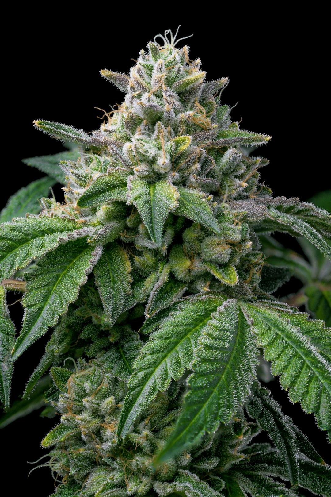 Проблемы связанные с приобретением и использованием соли в Омске