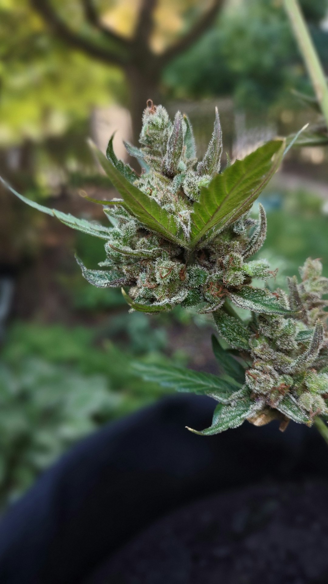 Омг ссылка на сегодня и описание наркотического средства