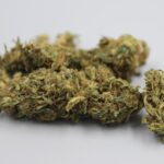 Проращивание семян конопли условия и факторы влияющие на всхожесть img-2346.jpg