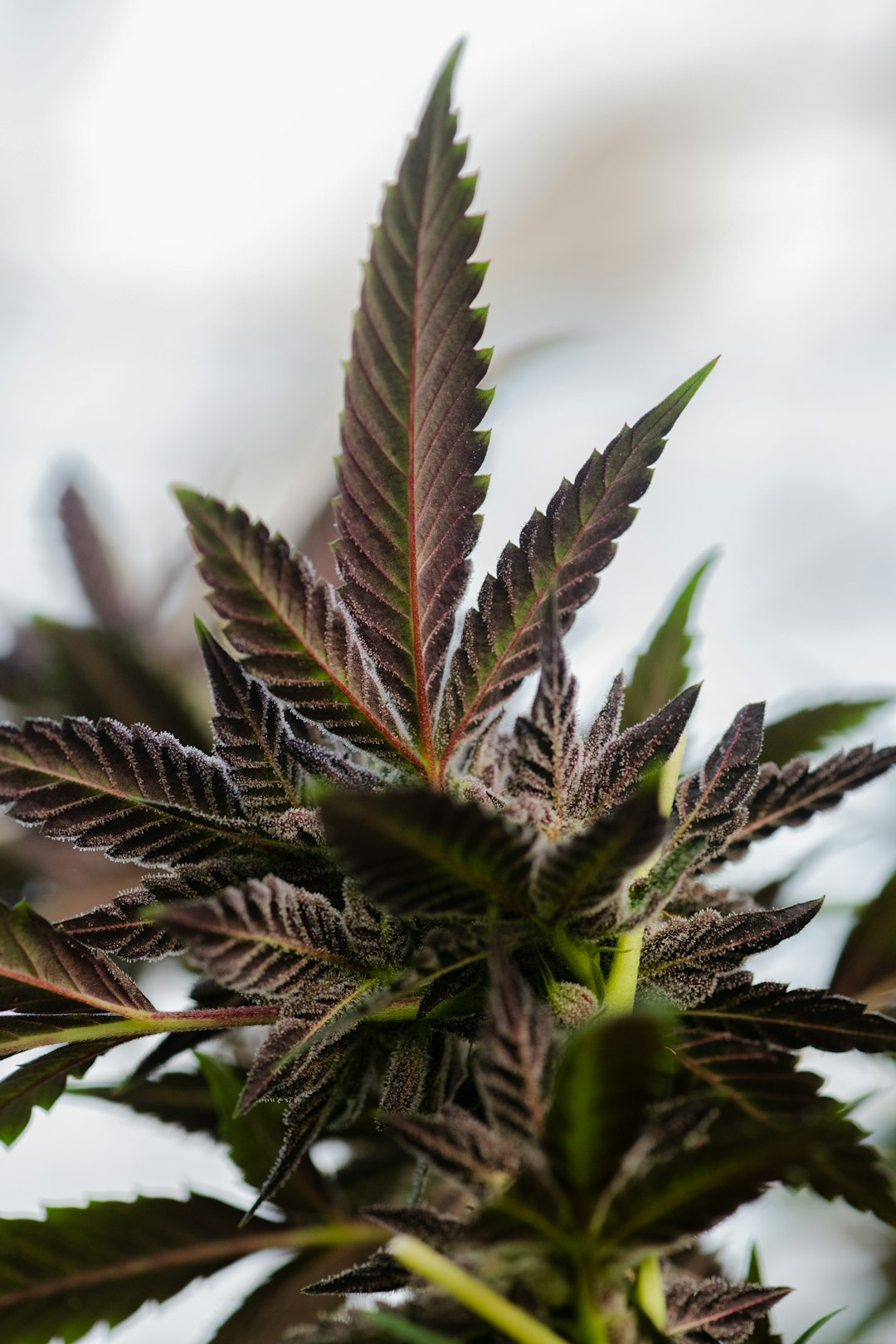 Купить семена марихуаны в интернет магазине России