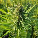 Купить марихуану в Нижнем Новгороде безопасно и легально img-2390.jpg