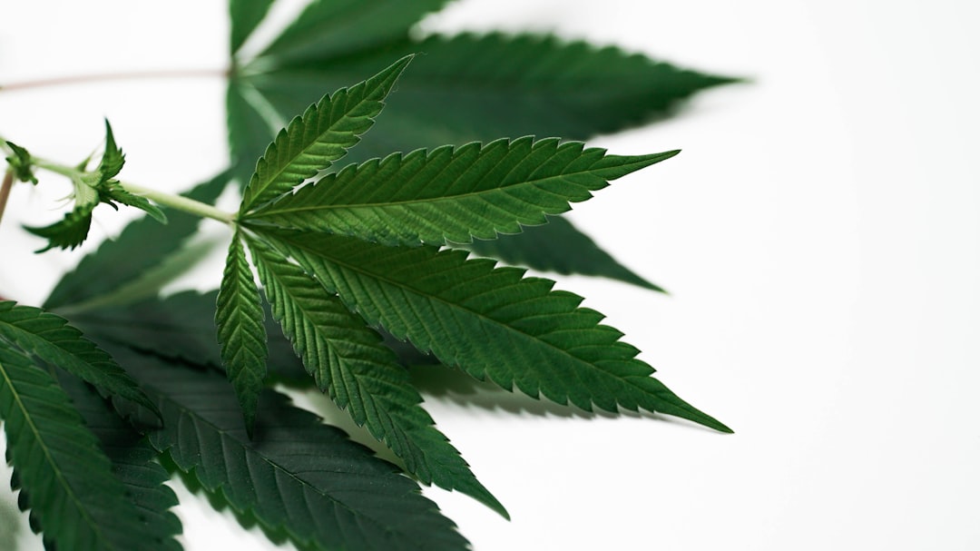 Голландские семена конопли