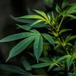 Купить марихуану в Томске img-2443.jpg