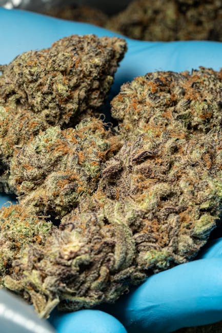 Наркотические средства и их свойства в Барнауле