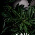 Семена конопли свойства и применение img-2464.jpg