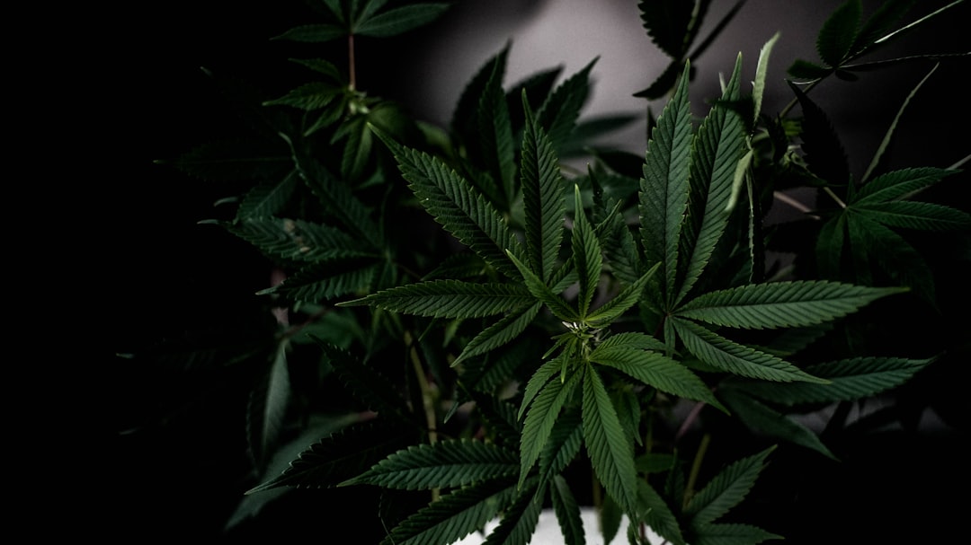 Семена конопли свойства и применение