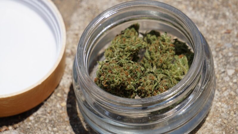 Конопля история и применение в различных сферах жизни