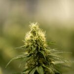 Семена конопли свойства и применение img-2516.jpg