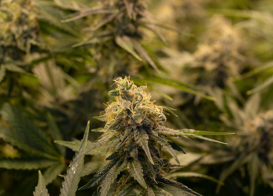 Промышленная конопля в текстильной промышленности