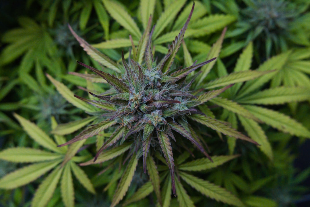 Полезные свойства настоя семян конопли