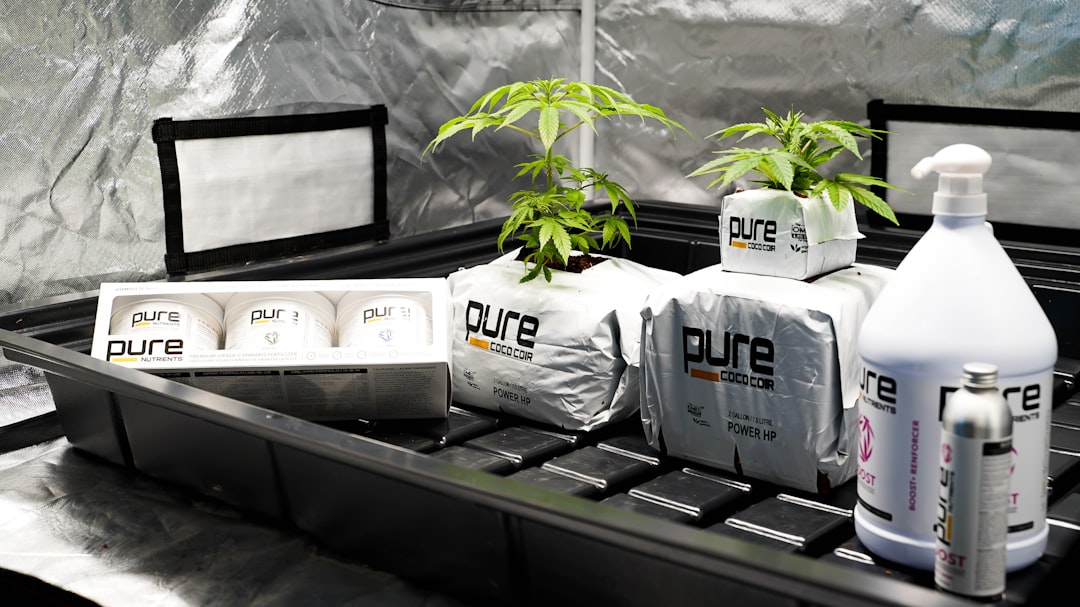 Сорт конопли Cyclops от Ganja Seeds описание свойства и эффекты