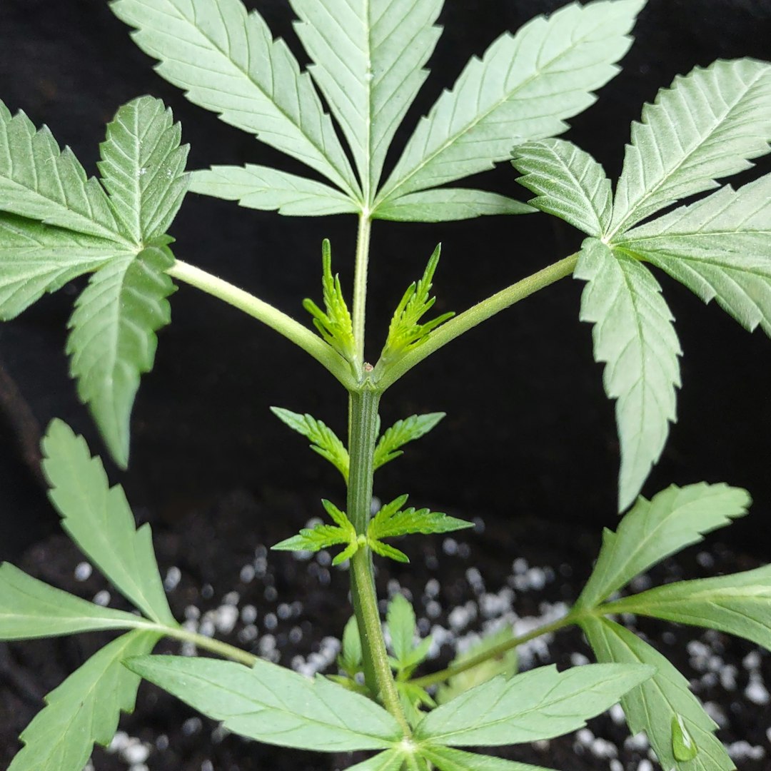 Опасность и последствия употребления наркотика соль