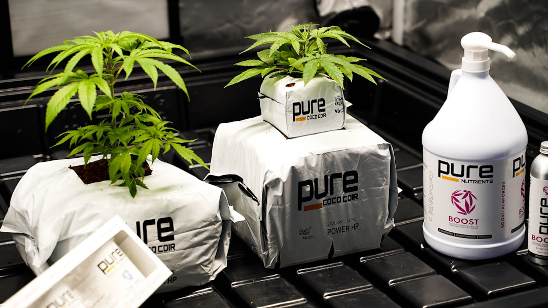 Семена конопли в питании попугаев