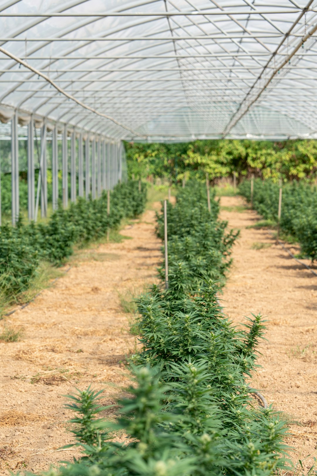 Спайс и его влияние на организм человека