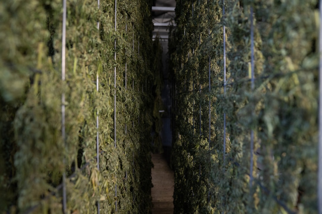 Выращивание конопли и уход за растениями