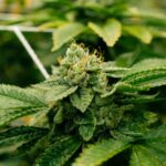 Морфин как наркотический анальгетик и правила его отпуска в аптеках img-2683.jpg