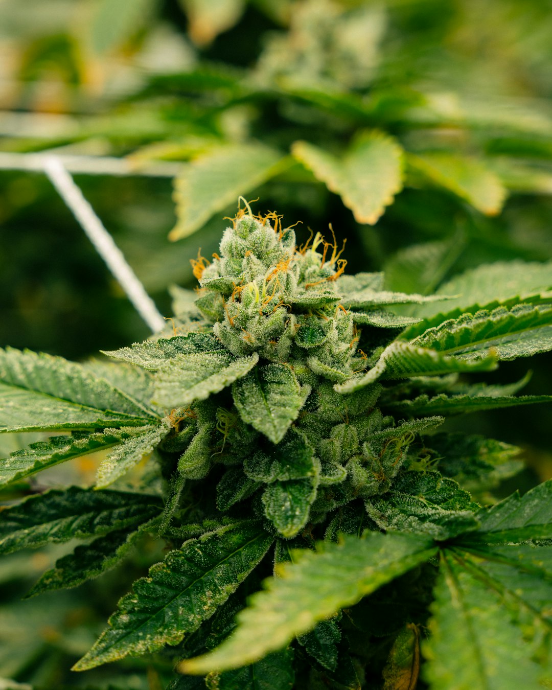 Морфин как наркотический анальгетик и правила его отпуска в аптеках