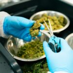 Семена конопли White Rhino feminised Nirvana Seeds img-2696.jpg