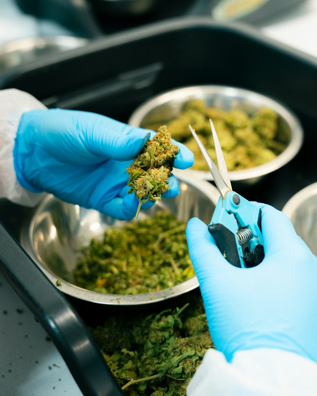 Семена конопли White Rhino feminised Nirvana Seeds