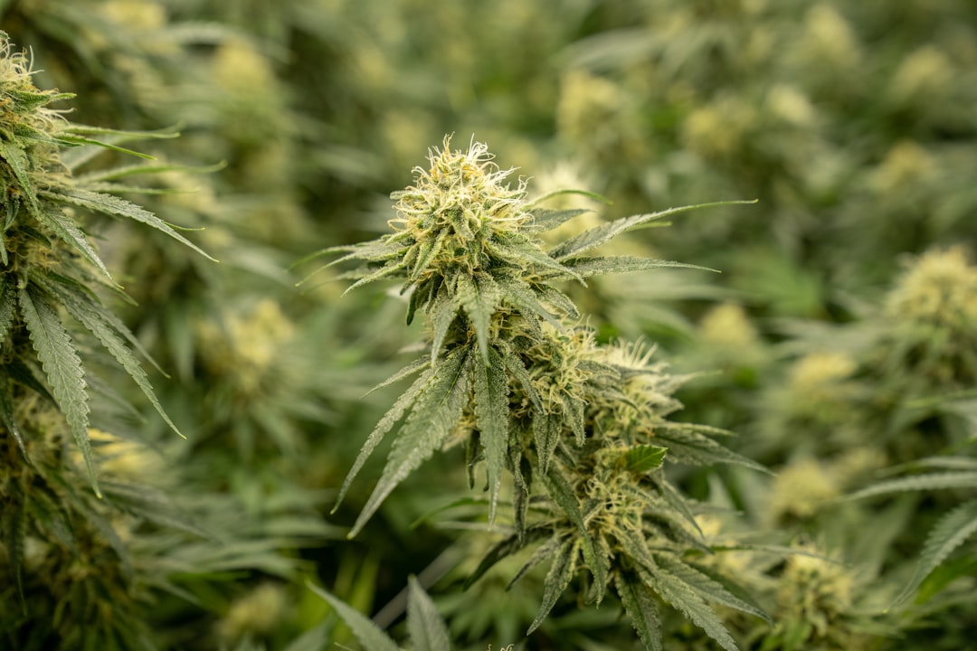 Выращивание технической конопли и подготовка семян к посеву