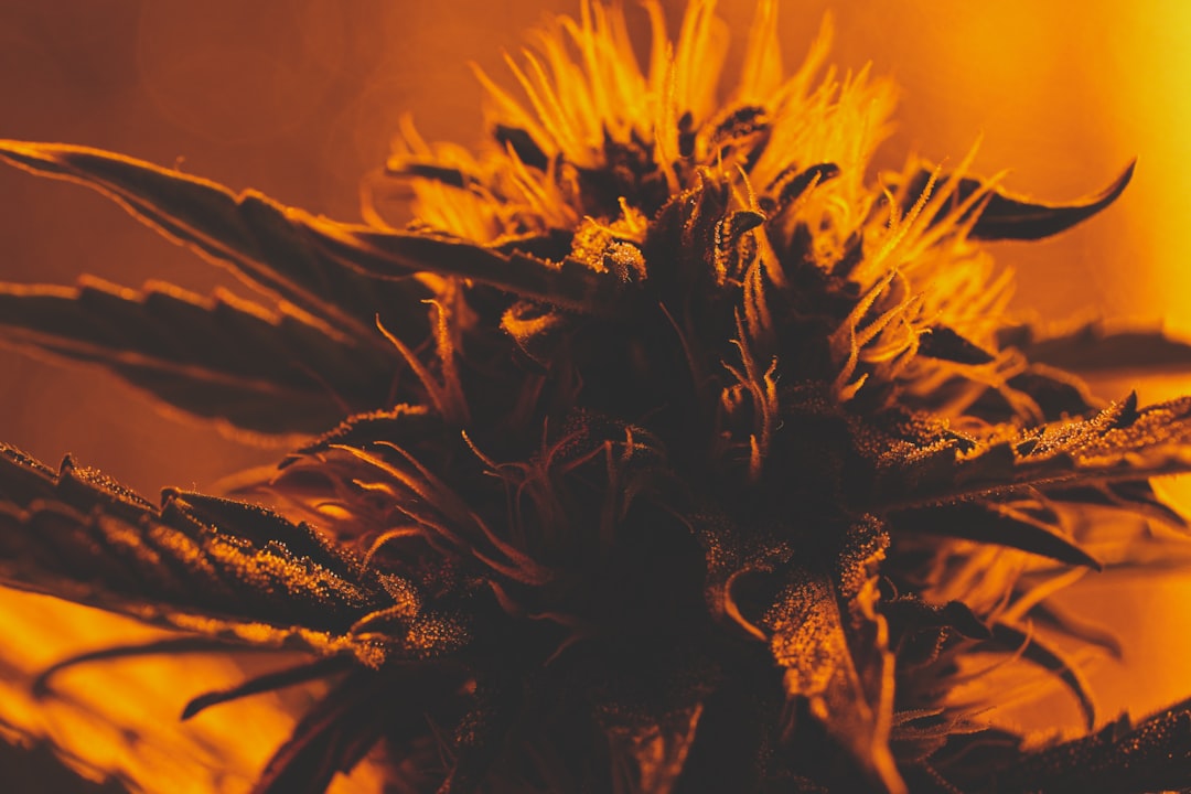 Семена конопли Royal Haze feminised от Dinafem Seeds