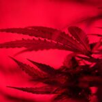 Покупка семян конопли онлайн в Москве и России img-2775.jpg